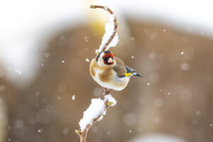 Read more about the article Bird photography during snowfall – does it work?