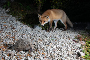 Read more about the article Fox vs. hedgehog – and the winner is…